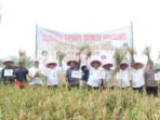 Panen_Raya_Padi_Sawah_di_Payo_Bento_Desa_Rantau_Majo,_Kecamatan_Sekernan
